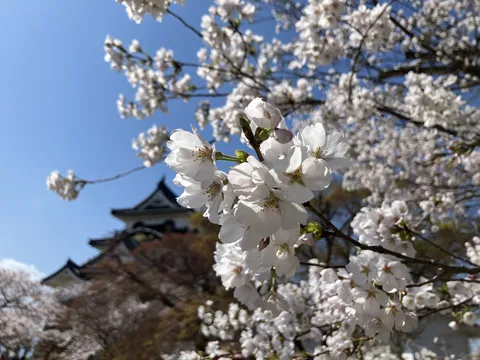 古城を彩る満開の桜