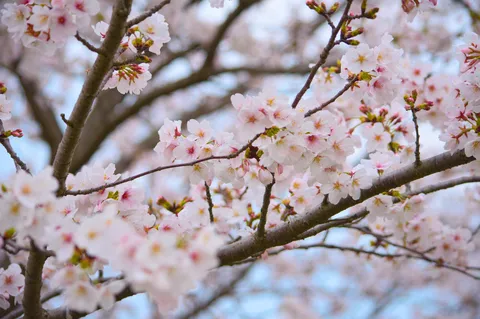 淡色の桜、春の囁き