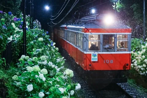 紫陽花