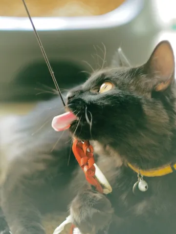 黒猫の舌が見える一瞬