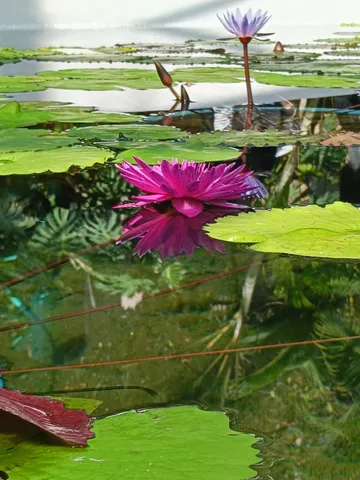 水面に浮かぶ紫の花