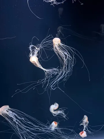 光を編む海の宝石
