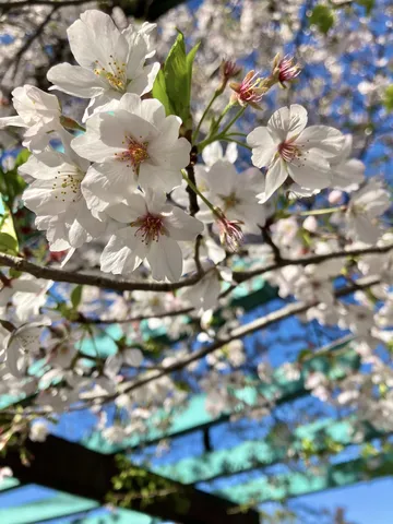 青空の下、桜が咲き誇る