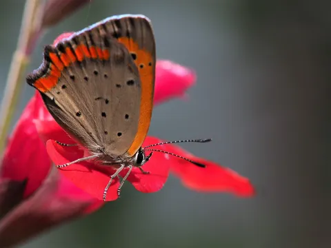 花と蝶の静かな瞬間