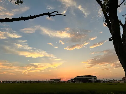 夕暮れの空に伸びる枝影