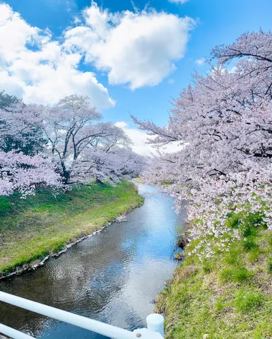 川面に映る春の桜並木