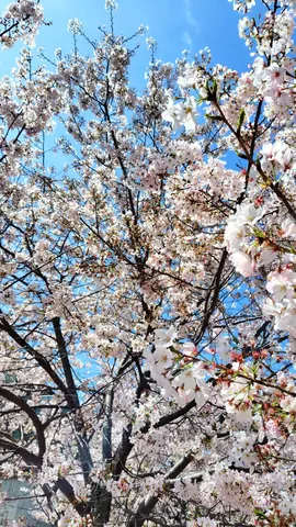 陽光にきらめく桜景色