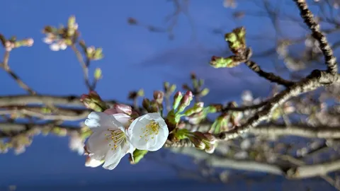 青に溶ける桜の白