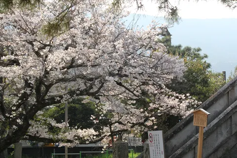 陽光に輝く桜の絨毯