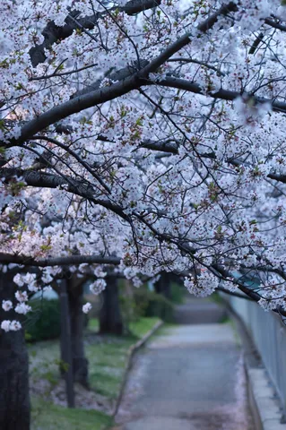 春風に咲く小径の薄紅