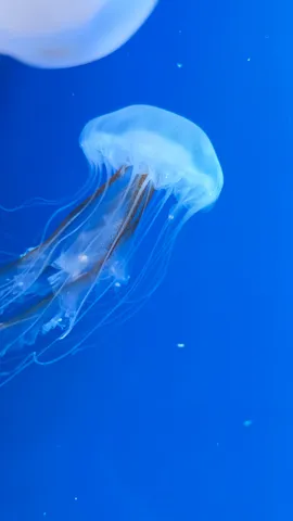 海の詩を泳ぐ透明さ