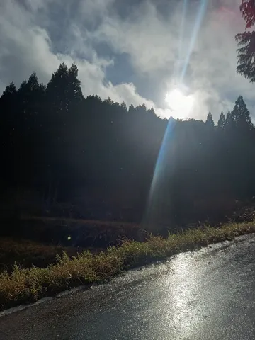 雨上がりの森と光