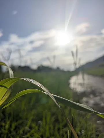 朝露がきらめく、静かなる緑の世界