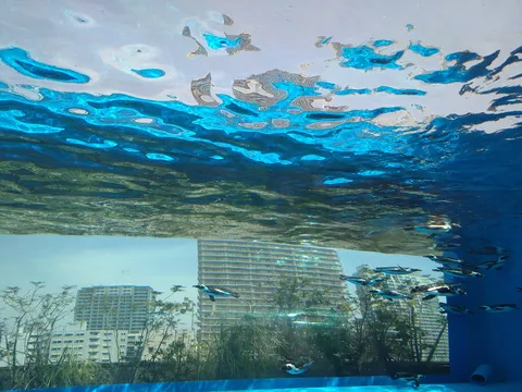 水中都市とペンギンの日常