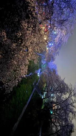夜桜の幻想的な小道