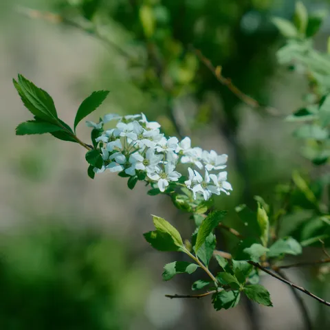 新緑の小枝に咲く白花