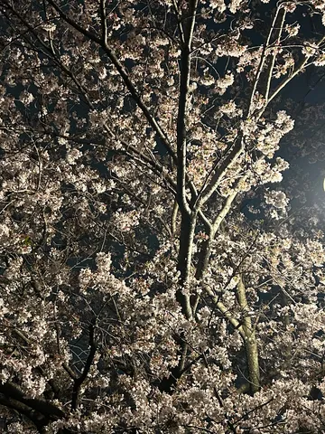 夜桜、ライトアップで幻想的に