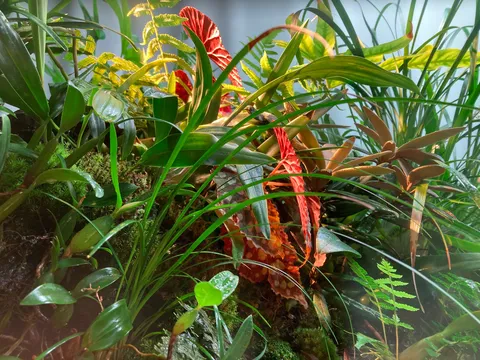 緑深き、未知なる植物園