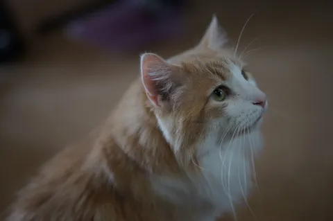 猫の鋭い視線、物語が始まる予感