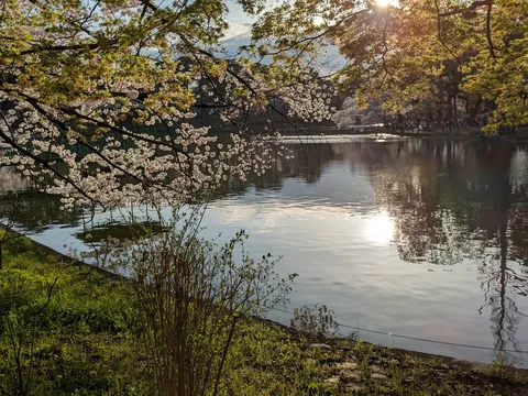 春の陽光、水面に映る桜