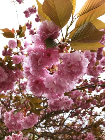 風花のピンクの鼓動