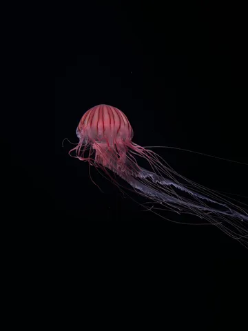 漆黒に浮かぶ、深海の紅い妖精