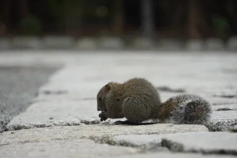 石畳で食事中のリス