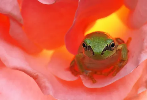 花の中の小さな緑の詩
