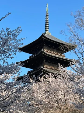 五重塔と満開の桜、青空のコントラスト