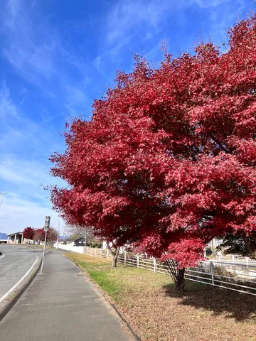 紅葉と青空の呼吸