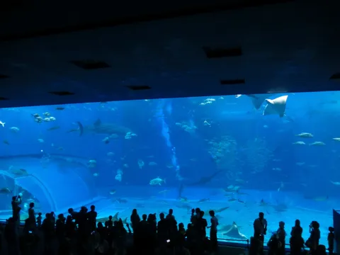 巨大水槽、神秘の青の世界