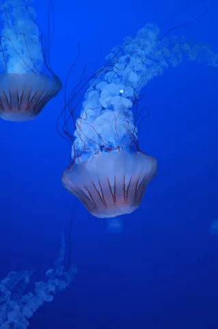 青い深海に漂うクラゲの神秘