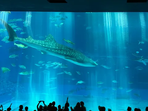 海の巨人と光の列