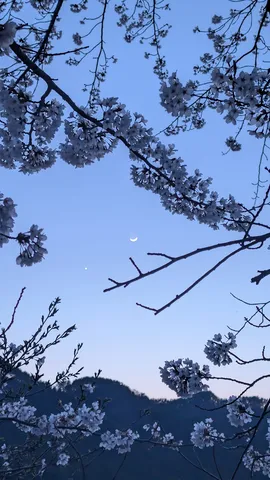 宵空に浮かぶ桜と月