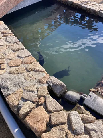 水中を優雅に泳ぐ魚たち