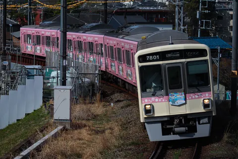 ピンクのラッピング列車がカーブを曲がる