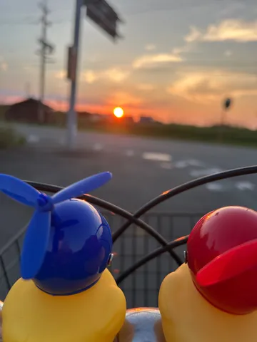 アヒルと夕焼けの帰り道