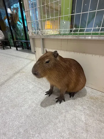 穏やかな午後のカピバラ