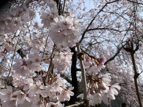 淡く咲き誇る春の桜