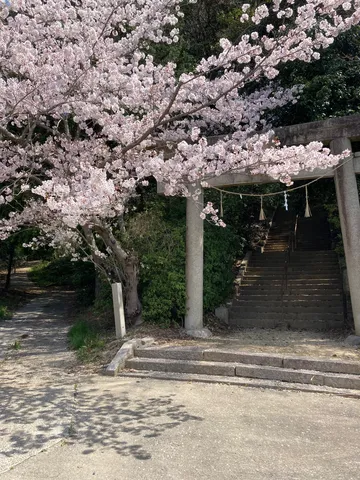 桜舞う参道、静寂への誘い