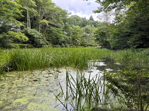 水辺の緑の静寂と橋影