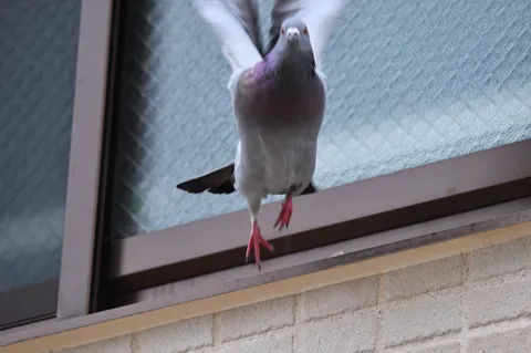 窓辺のハト、飛び立つ瞬間