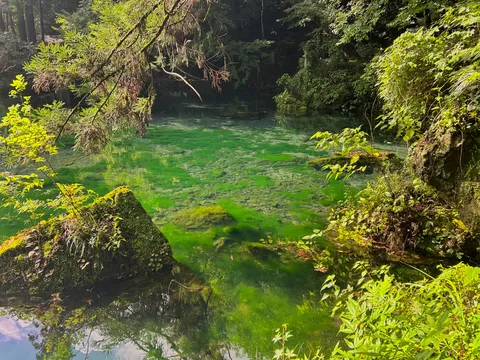 森と緑の水面が揺れる