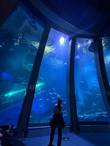 見上げる大水槽の青