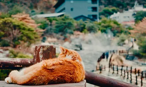 湯けむりの町でくつろぐ猫