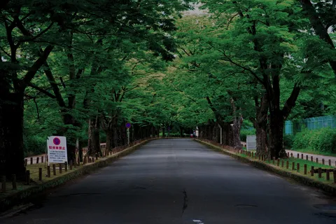 緑のトンネル、ひっそりと佇む道