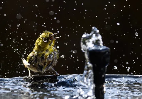 水浴びの躍動感