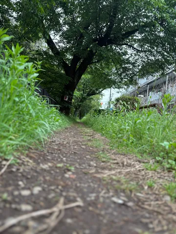 大木と草むらの小径