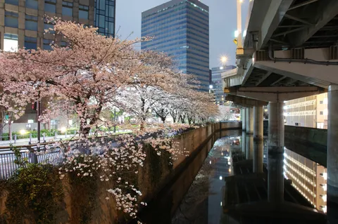桜と高架の夜景