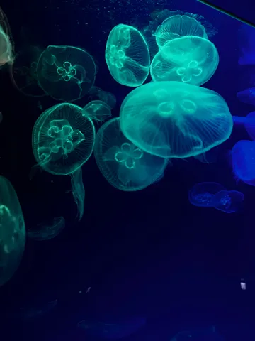 海の灯りが揺れる夜